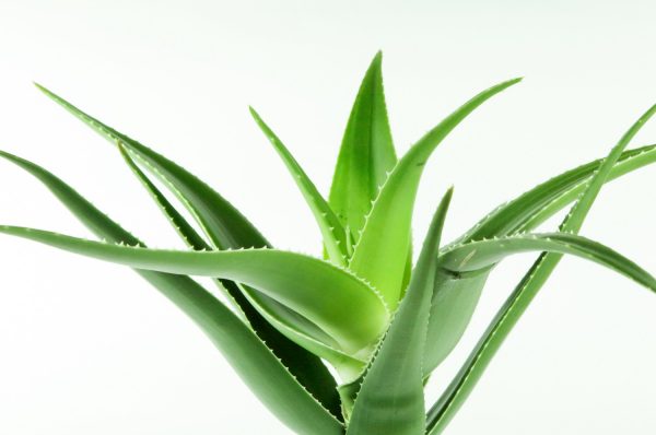 Tout savoir sur la plante Aloe Vera