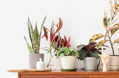 Nos idées pour décorer un salon avec des plantes
