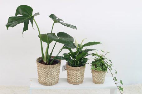 Quelles sont les plantes vertes pour l’intérieur ?