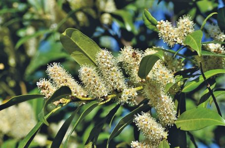 Zoom sur le Prunus lusitanica