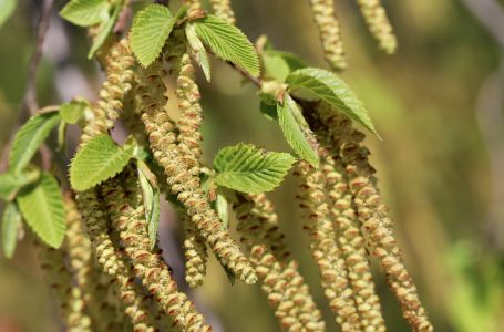 Tout savoir sur le Carpinus Betulus